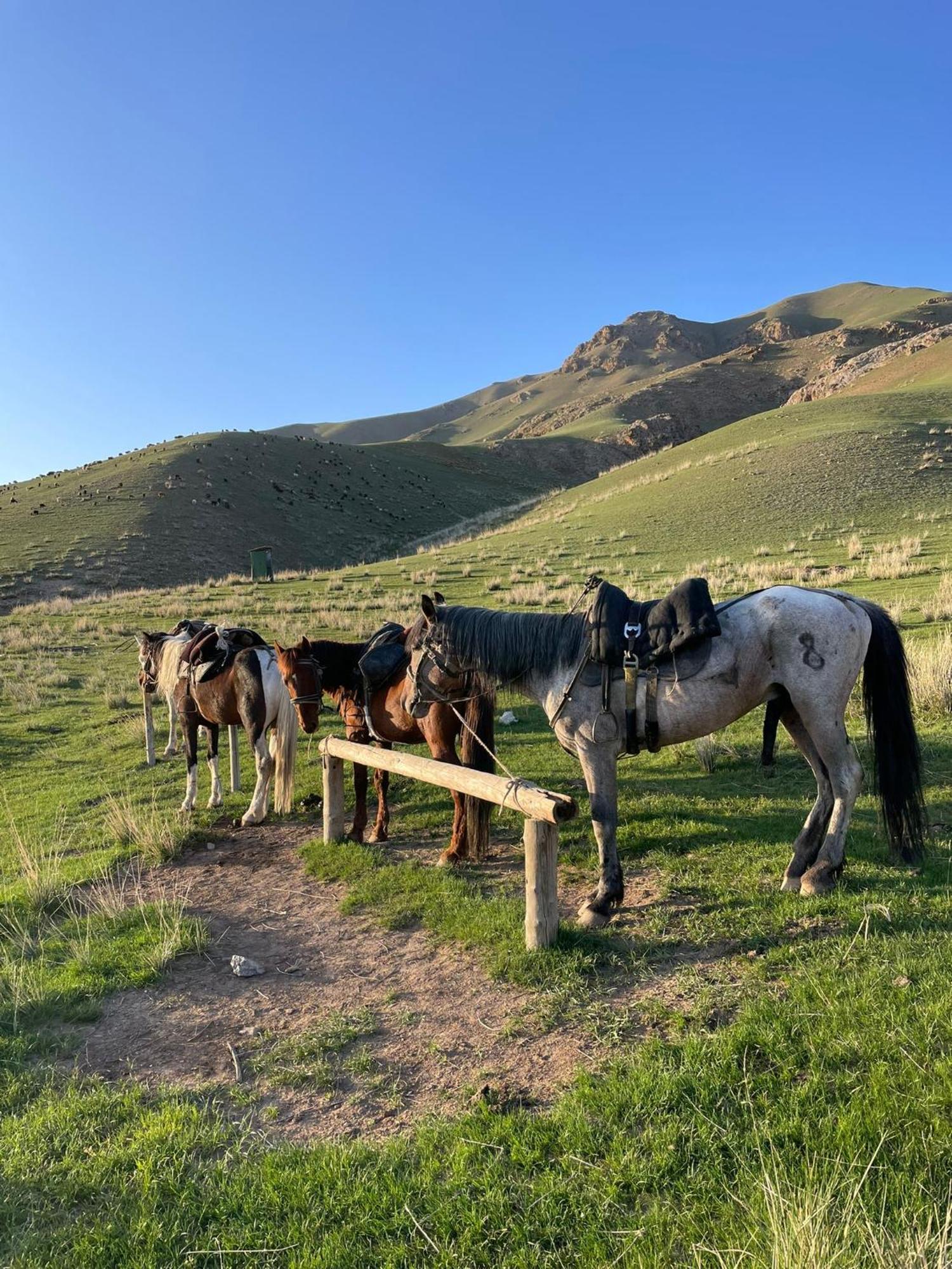 Guest House Bereke In Kyzart Village Bagysh 외부 사진